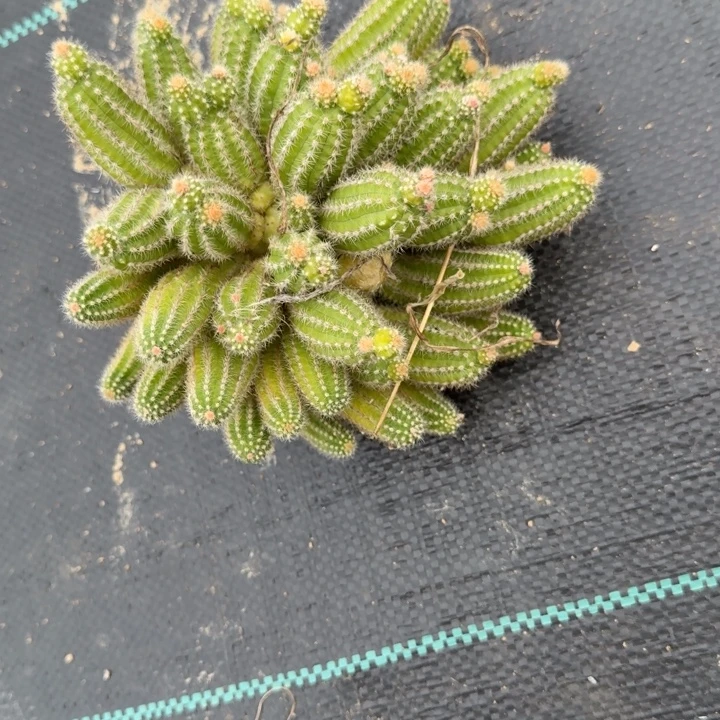 白檀仙人掌群生一群439