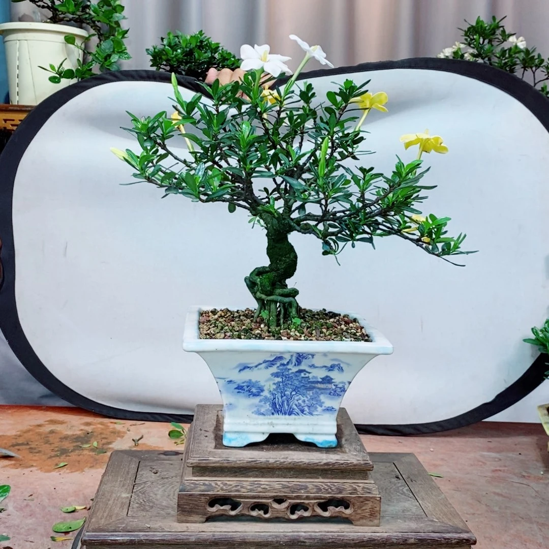 栀子花开了花开花