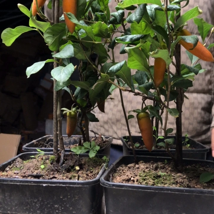 无花朵老鸭梦之呐