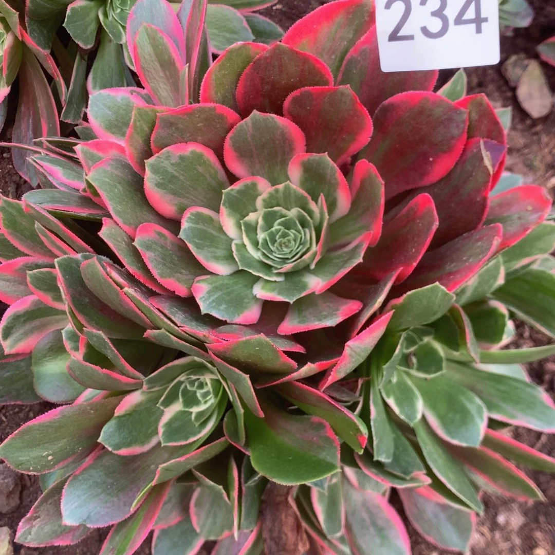 234女妖多肉植物