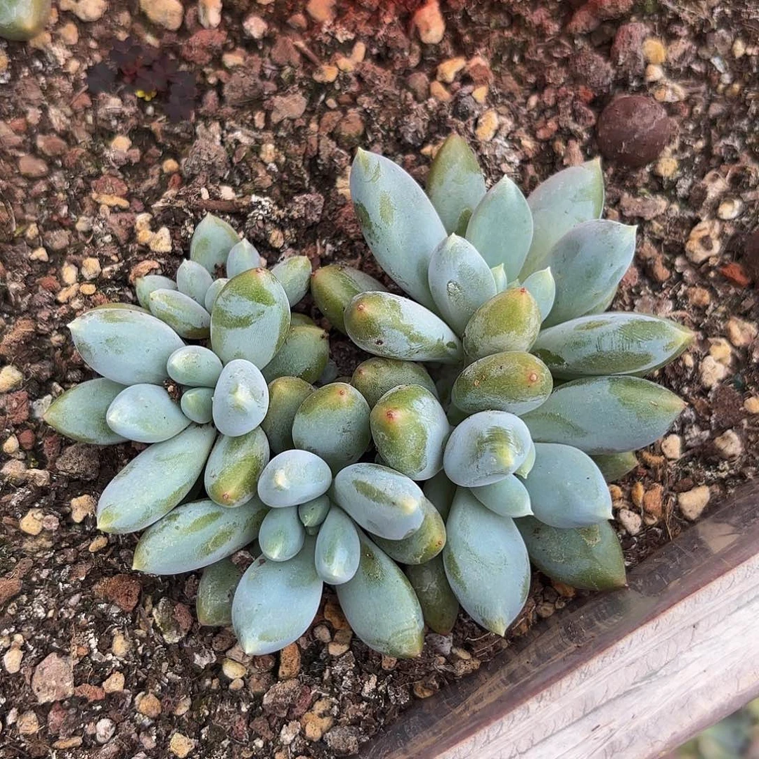 尾巴草寄养哈哈哈哈哈哈哈哈哈