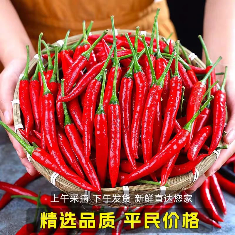 云南高山露天小米椒新鲜正宗现摘乡味直达红辣椒新鲜小米辣
