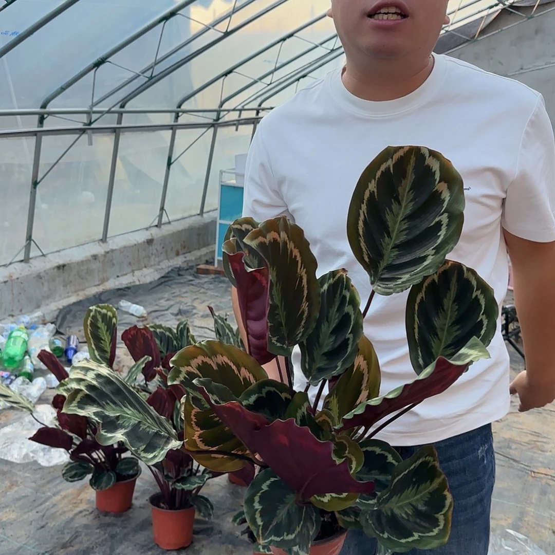 竹于，不拍保温冻死不售后