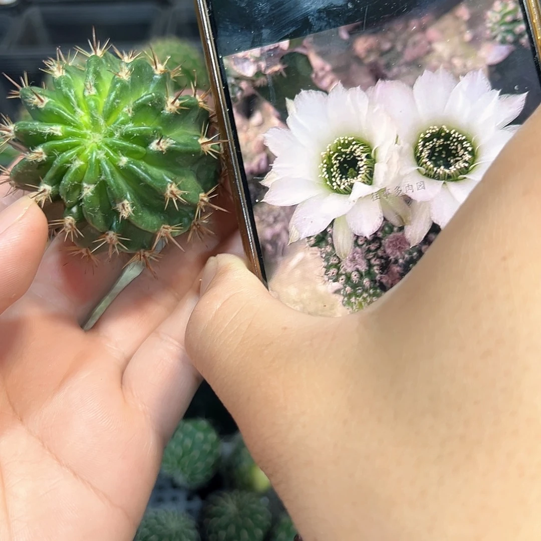 白花绿喉丽花属仙人球侧芽一颗