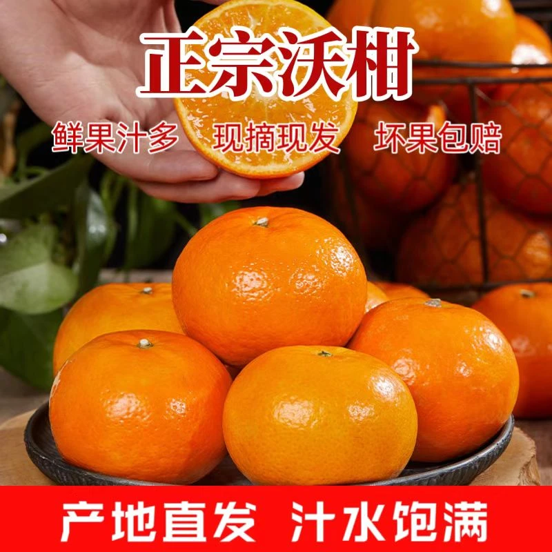 (无科技农家种植)正宗沃柑当季新鲜水果橘子甜蜜香甜多汁花皮果