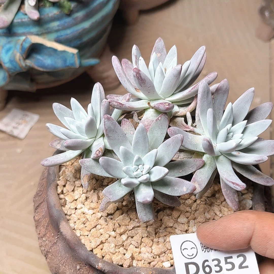 6352海瑟白菊xian nv bei duo rou