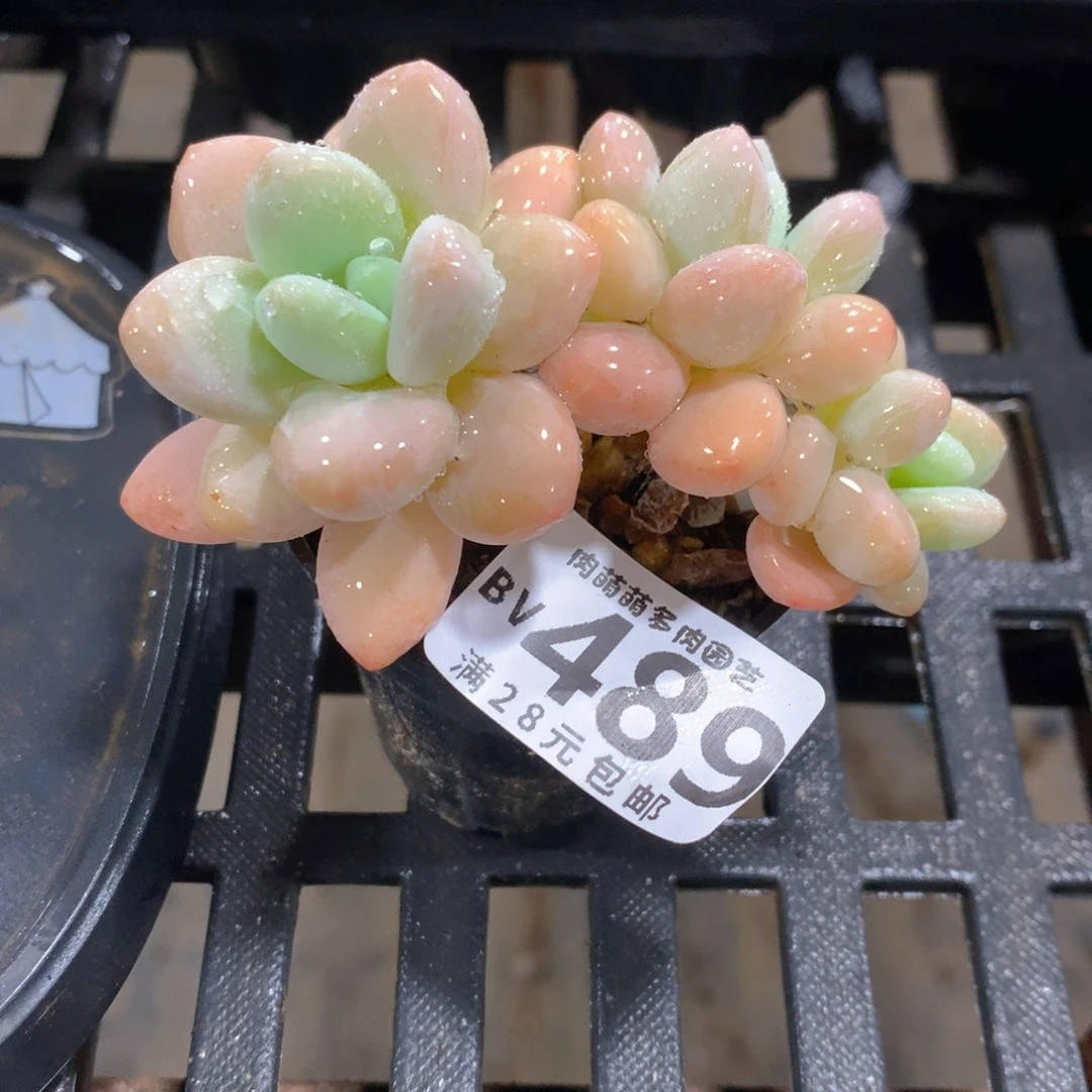 肉萌萌5cm拇指盆精控多肉BV489