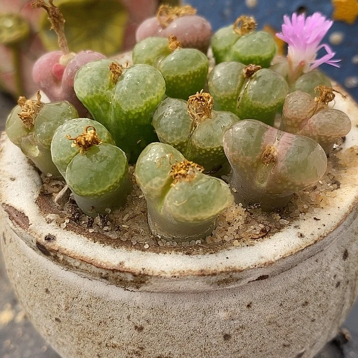 单头樱花风铃2颗。