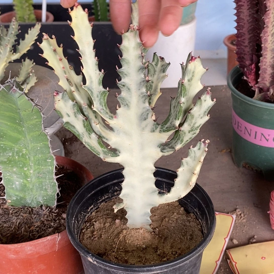 无花朵白龙骨一物一拍