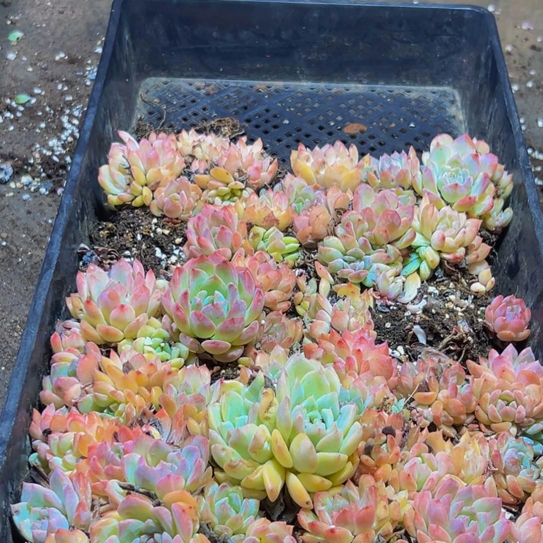 600夫人的生日礼物是我的