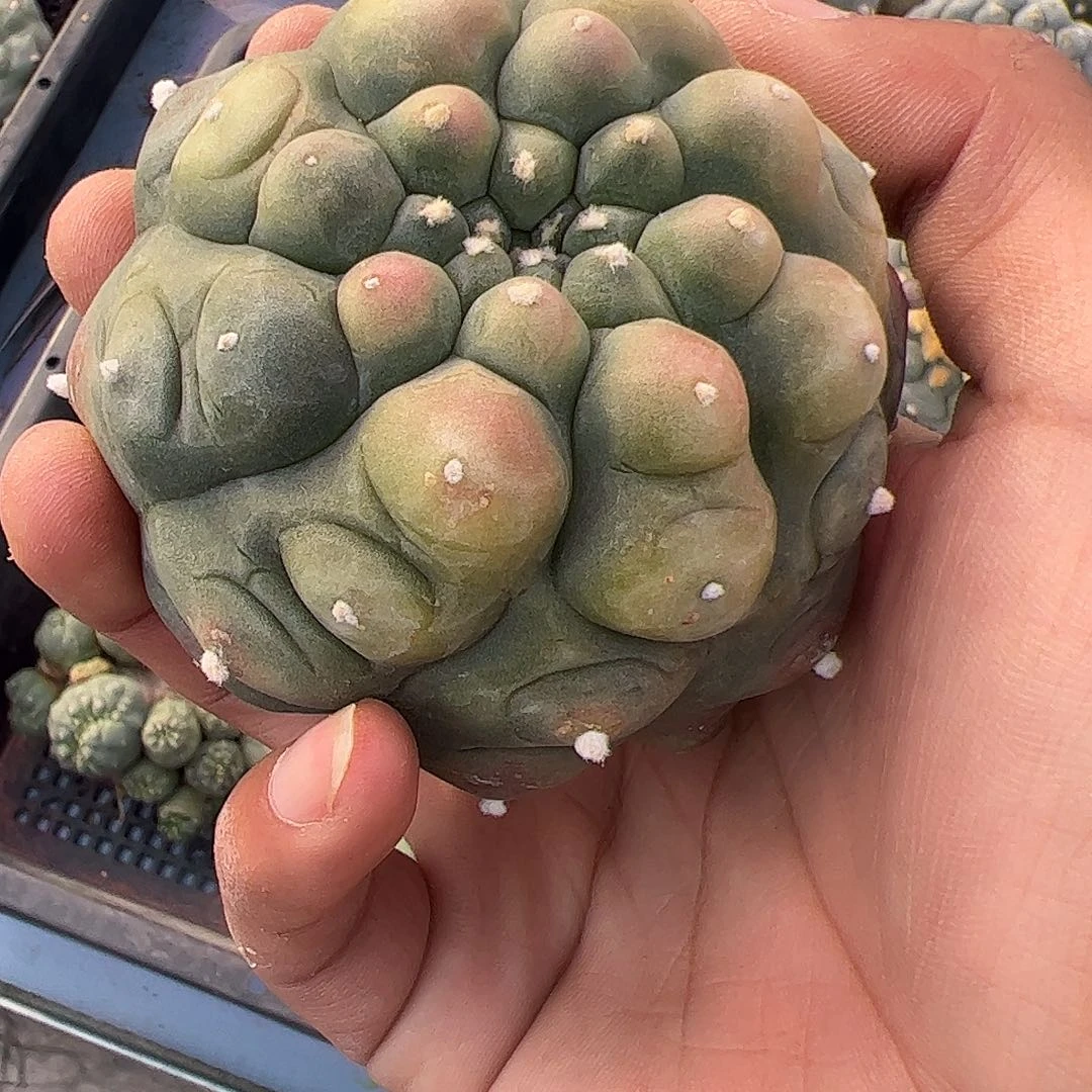 ?**i仙人球自根仙人球9.9