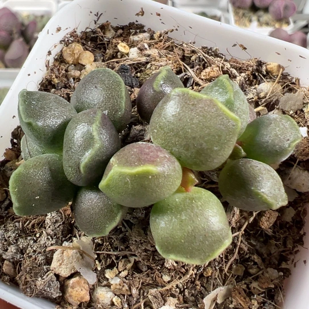 w变异丸叶全紫海豹