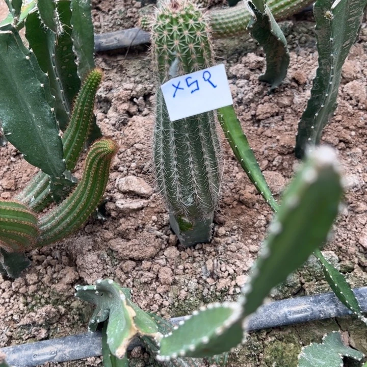冰***洁X59袖普嫁接虾45////