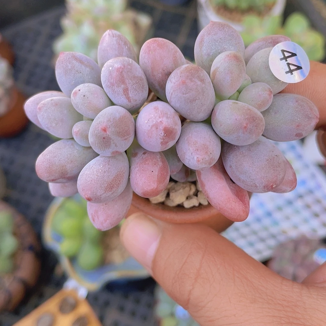 奶尖多肉植物多肉