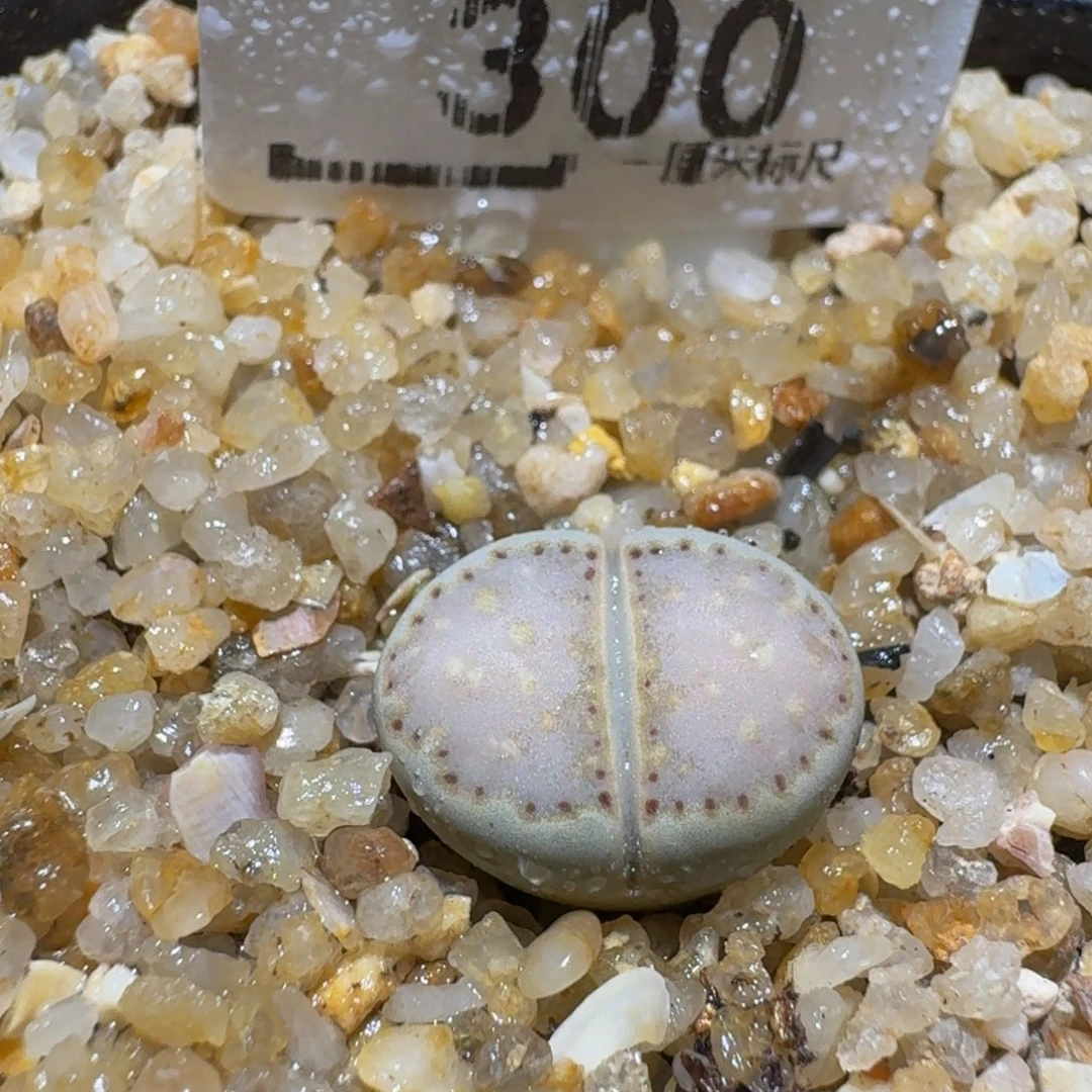 Sssss精品生石花300蓝饼