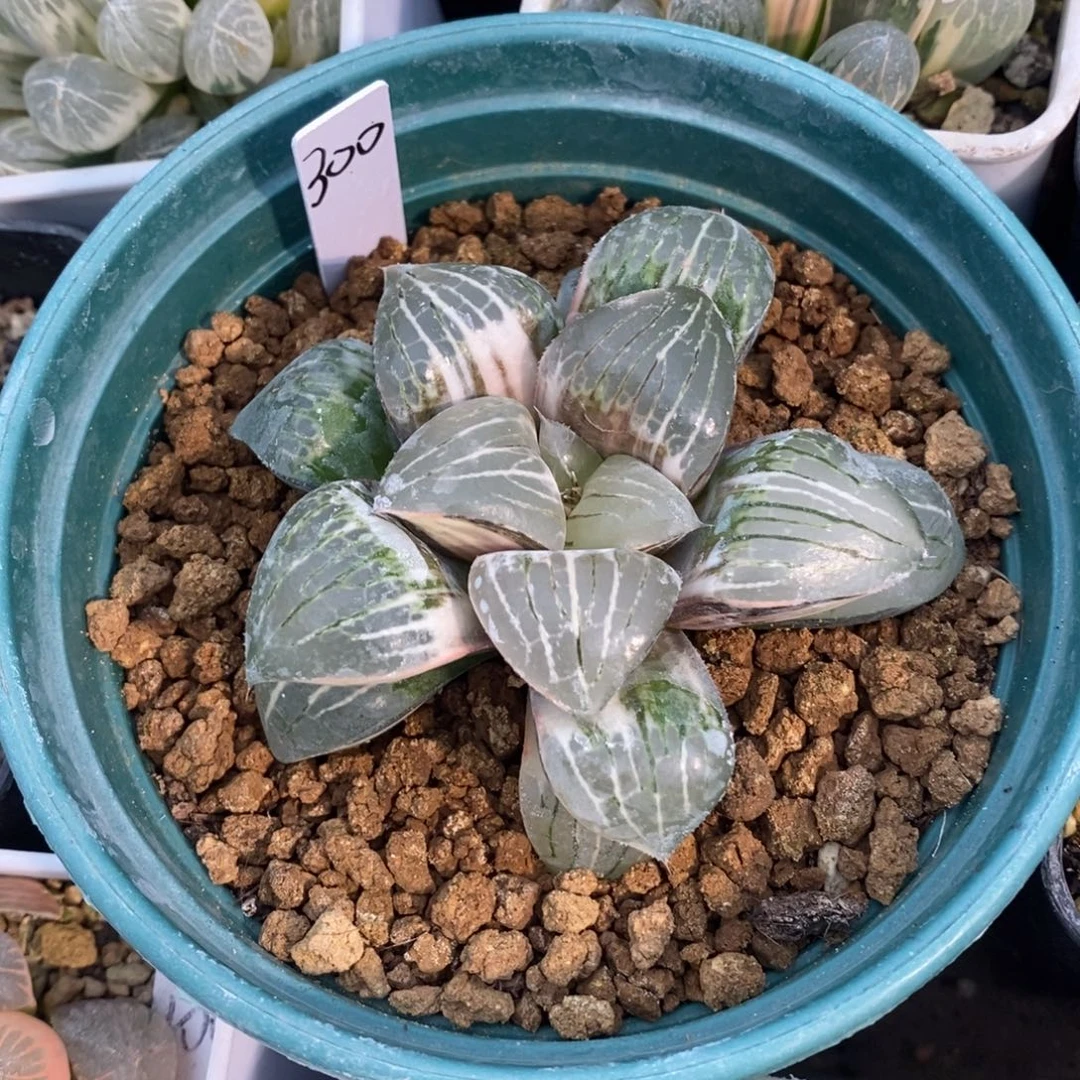 一颗实生白色咖啡锦