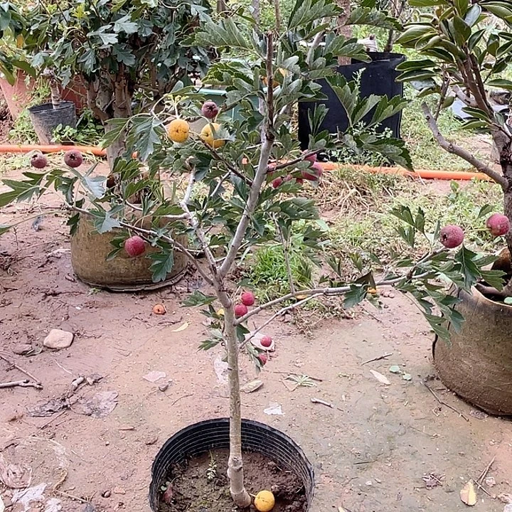 盆栽山楂，不打木架，不包掉果子