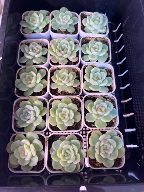甜心密糖量拍随机发货