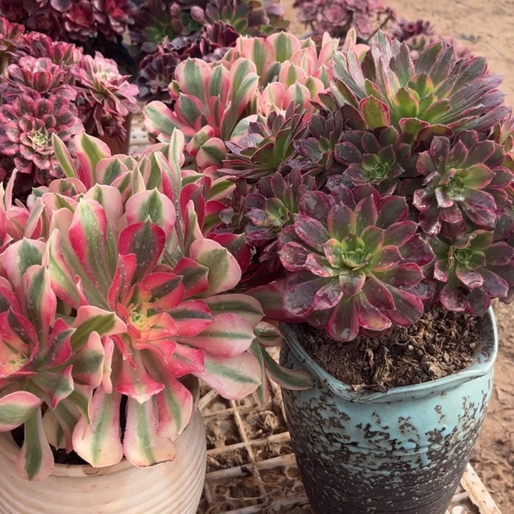 长叶片安娜加大粉女巫