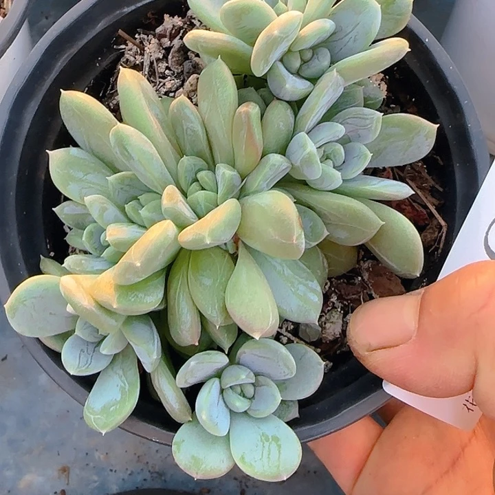 1695多肉植物百达翡翠
