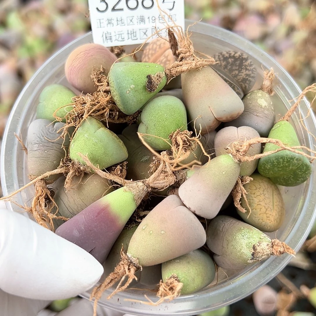 3268不同品种母本31个有大有小部分比较干特价