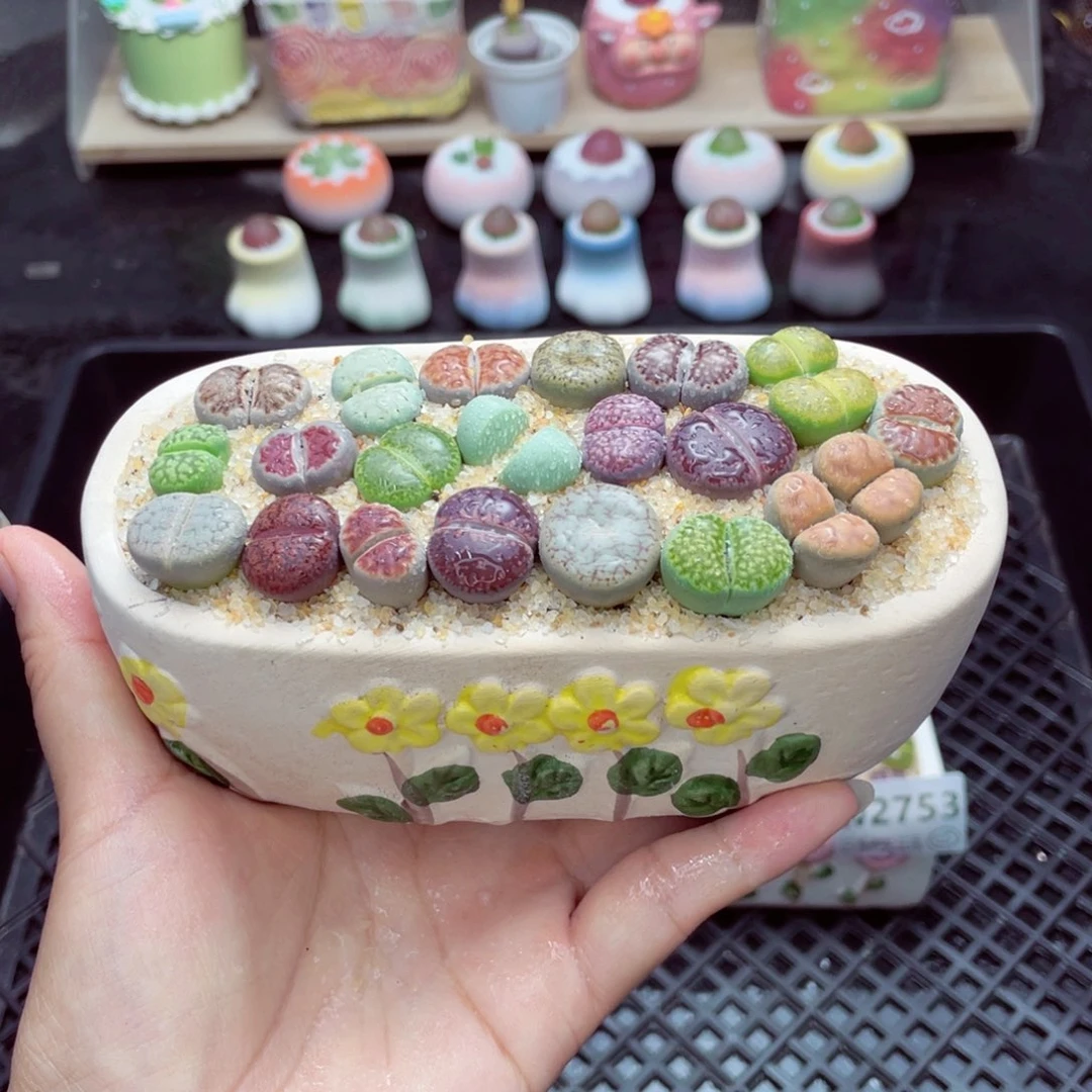 w2767 带盆土发货一物一拍