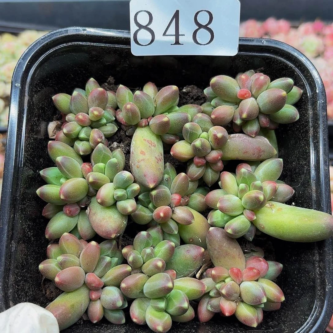 多肉植物多肉植物848