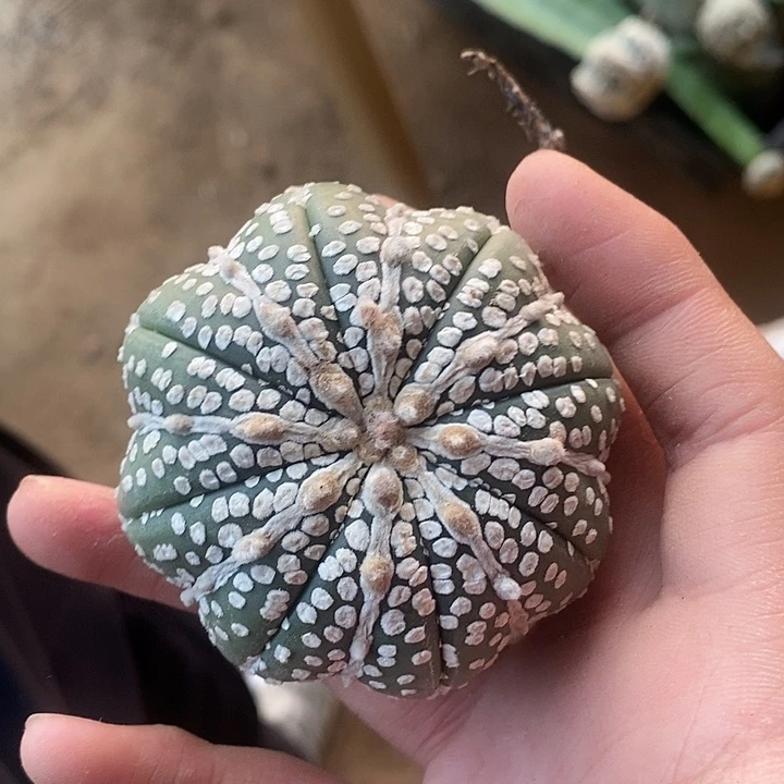 自根连线海星奇迹