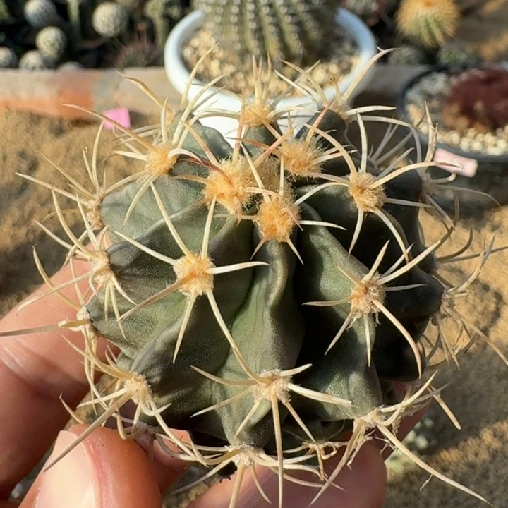 神龙玉有根666666666