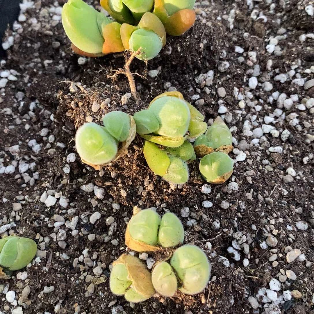 毛翠滴一颗。 三头以上。