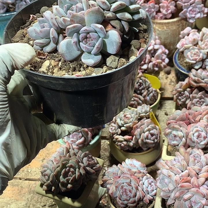 星影多肉植物哈哈哈25