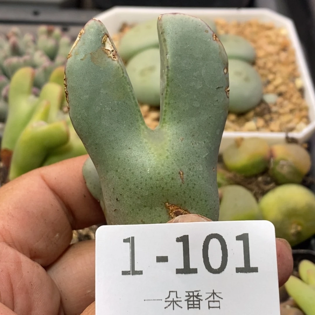 热*5699996999889888