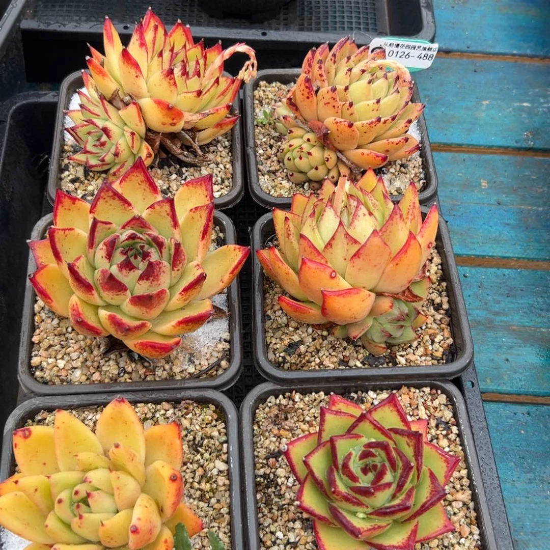 多肉一物一拍0126-488