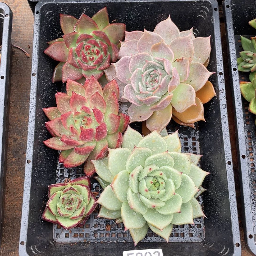 若如东云筐拍E802