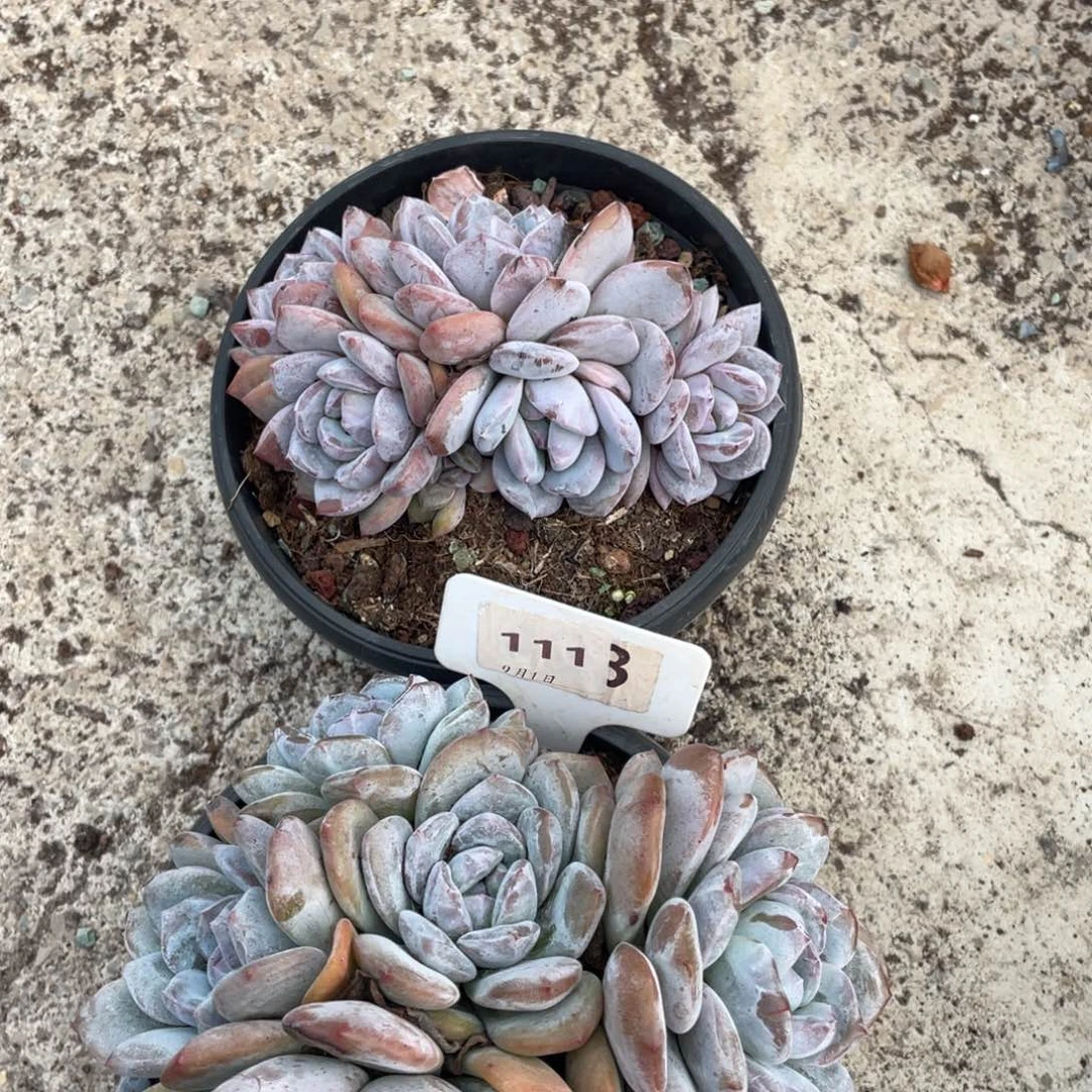 菲***贝星影群星影群2棵111号