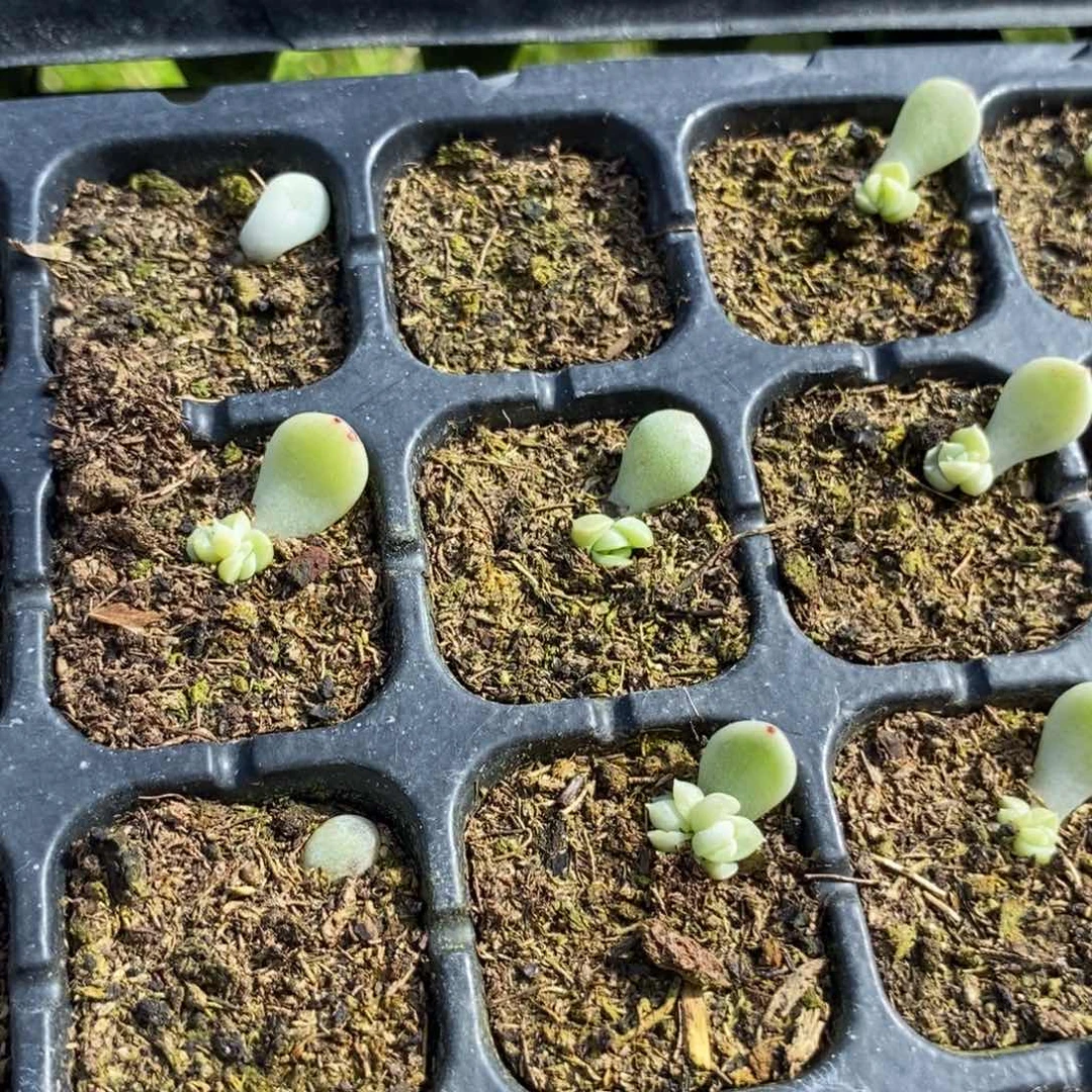 穴盘甜心今禾芽苗一个