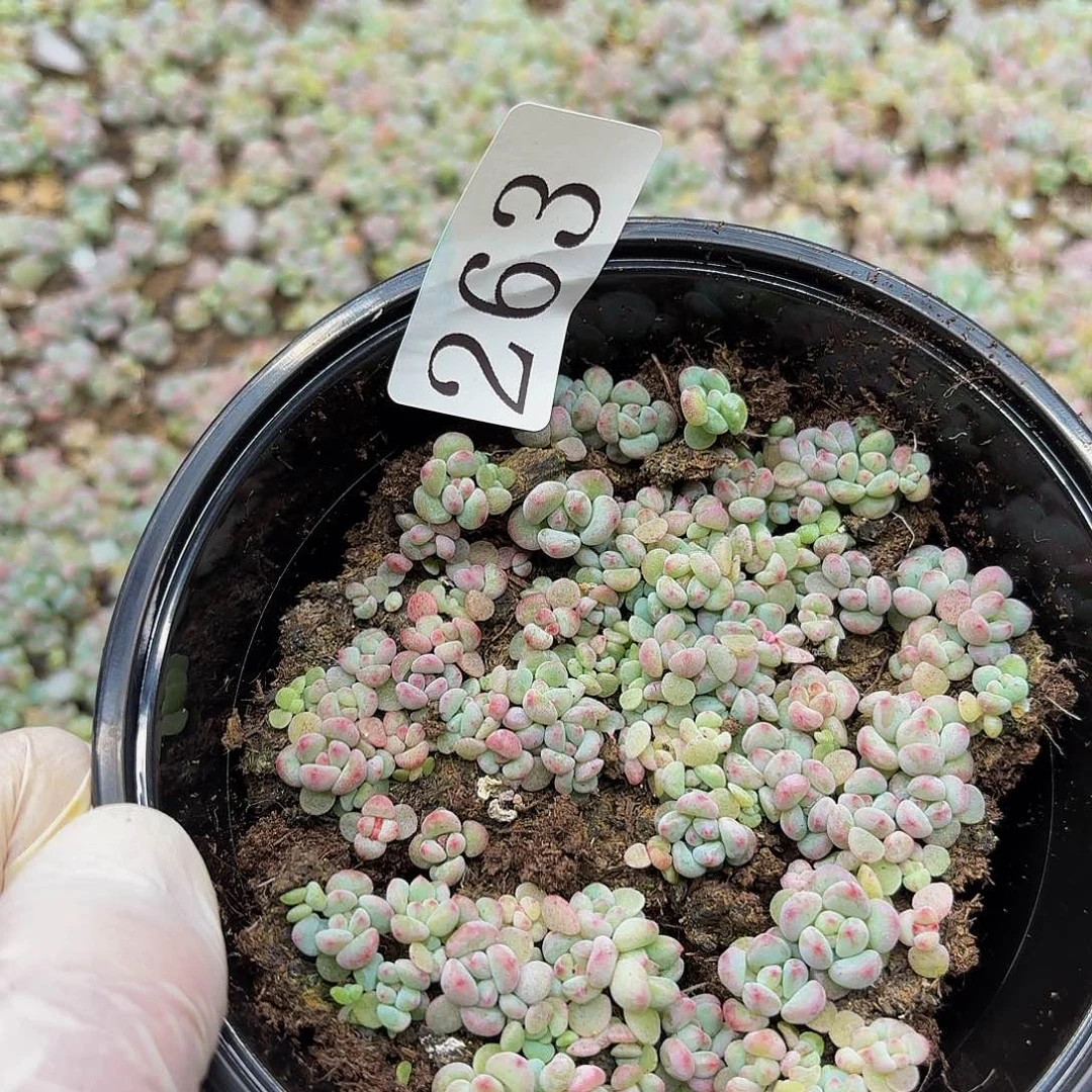 多肉植物多肉植物263