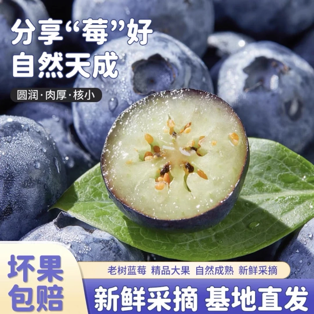 河南头茬露天蓝莓【大果15-18mm】当季高山花香高端