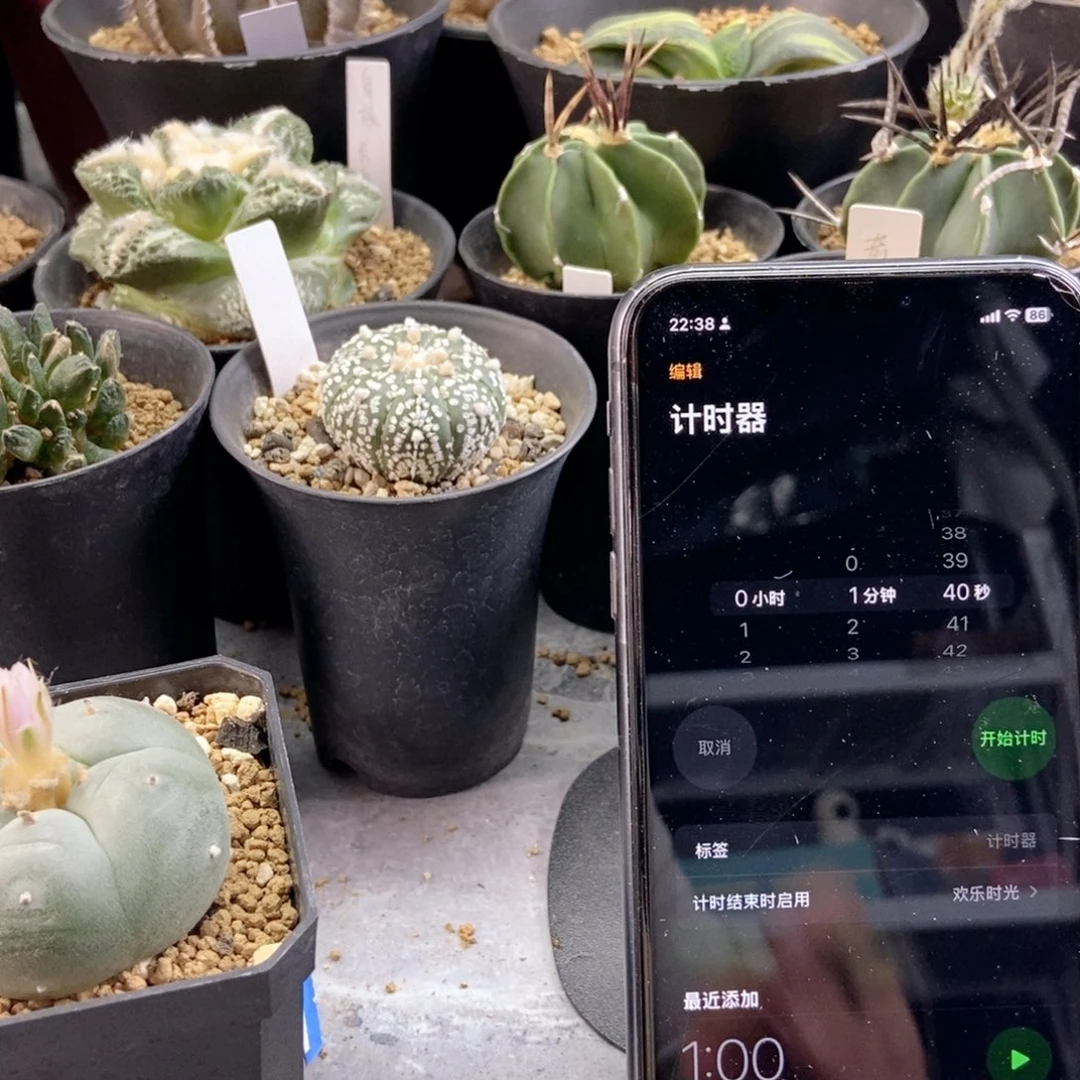 溜**达无刺仙人球开花了，现在