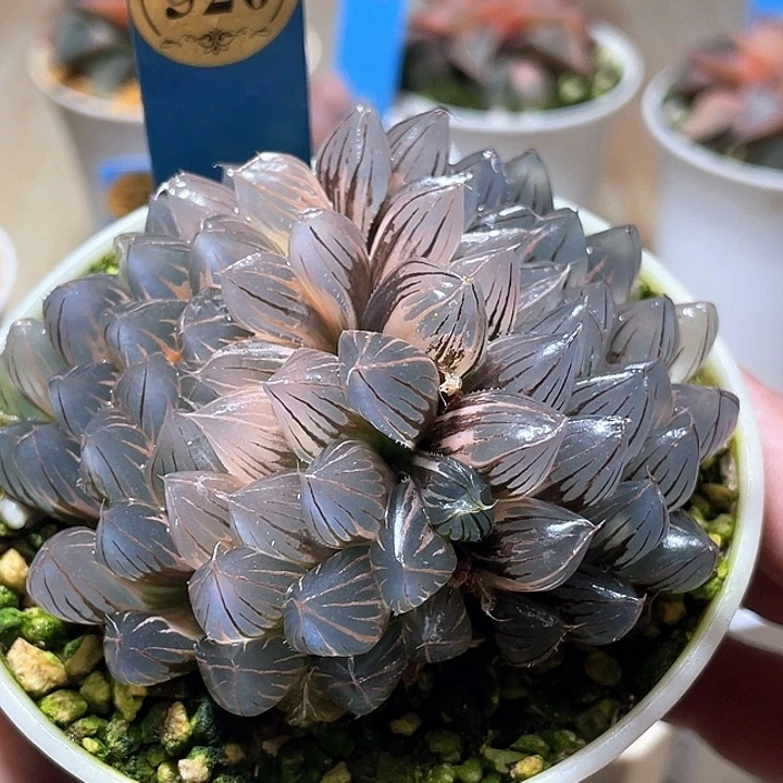 520雙頭糊斑霓虹燈大母本