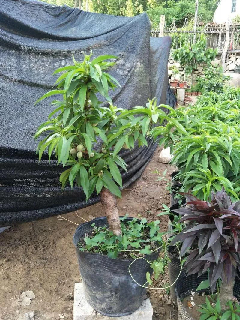 【黄金油蟠盆景】南北方可种