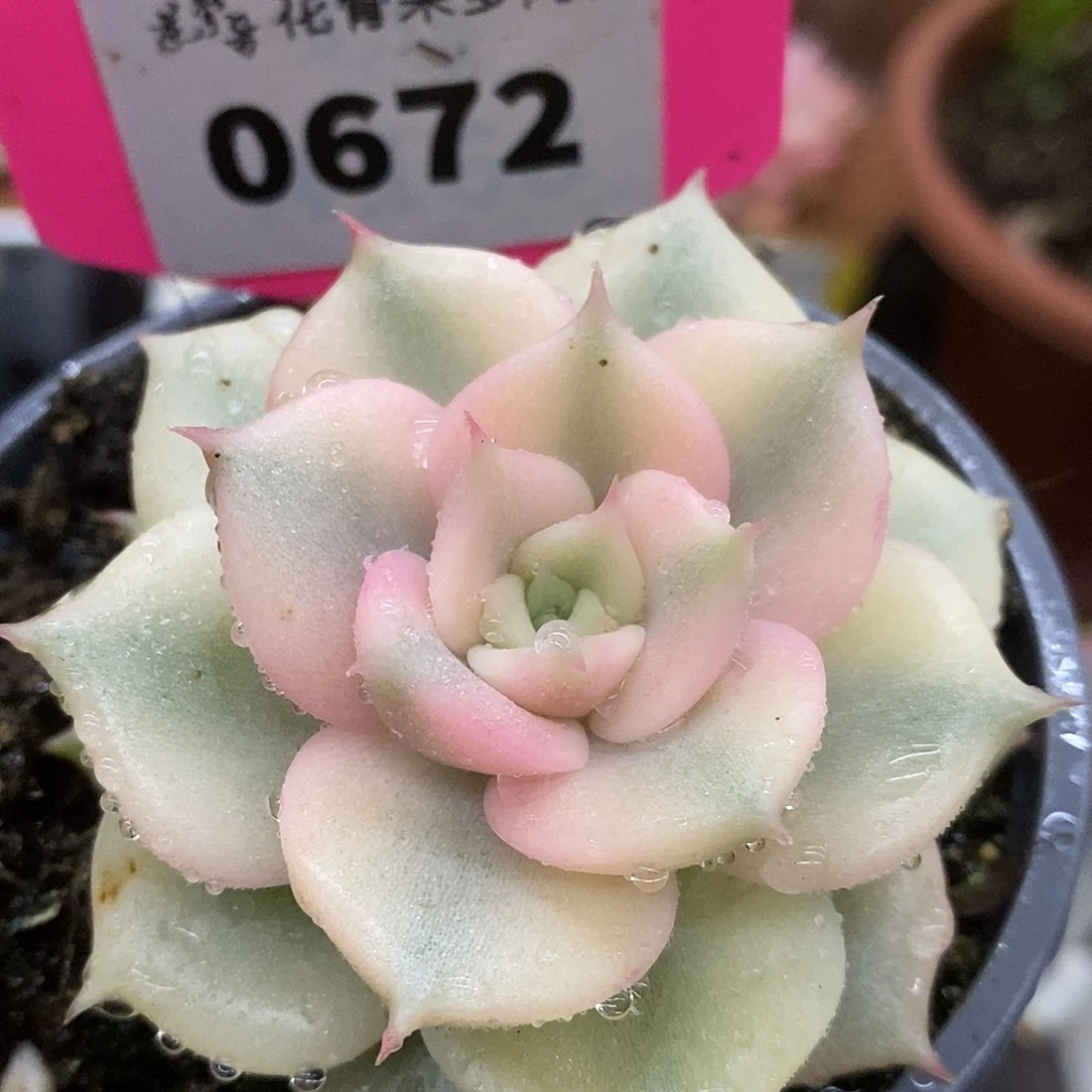 672贝加尔湖哈哈哈哈