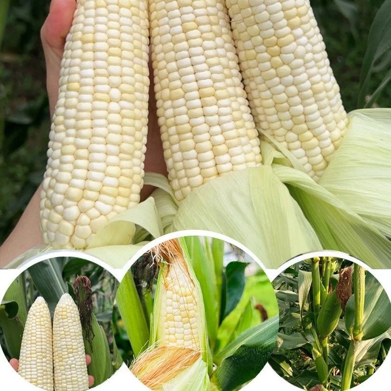 萌麦麦 农家甜糯玉米