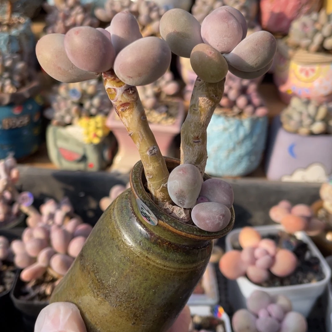 蛋黄奶酪多肉植物
