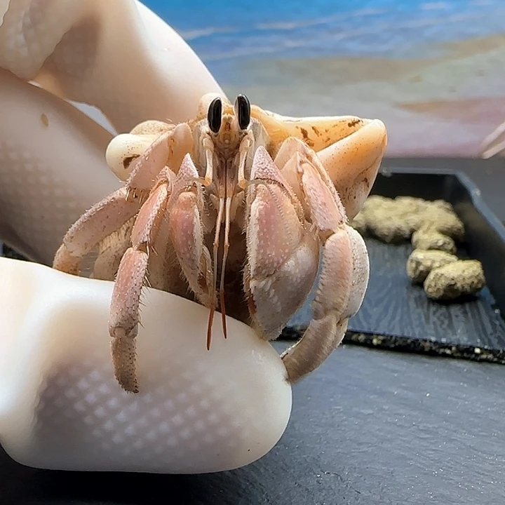 西沙寄居蟹活体宠物 售出不退不换