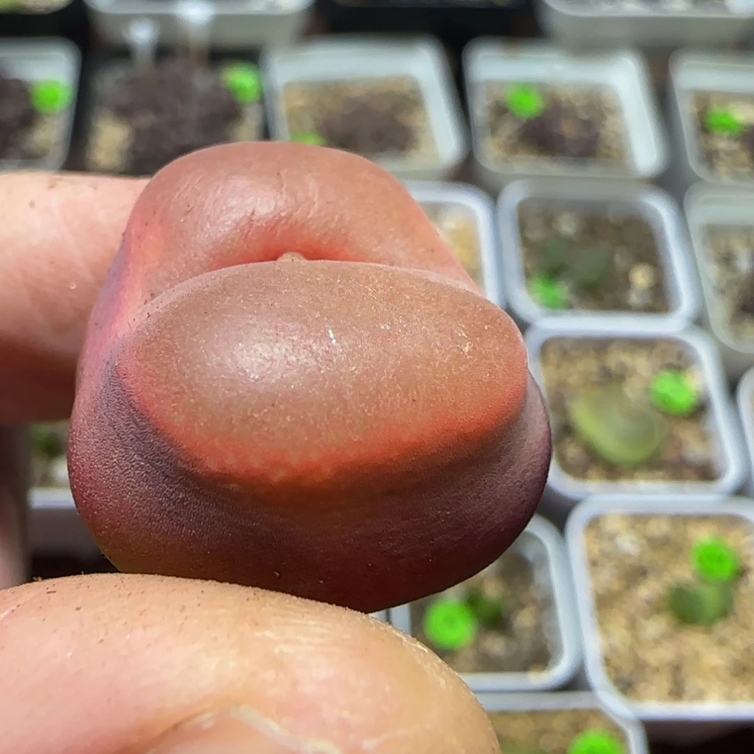 2.3漂亮多肉植物380