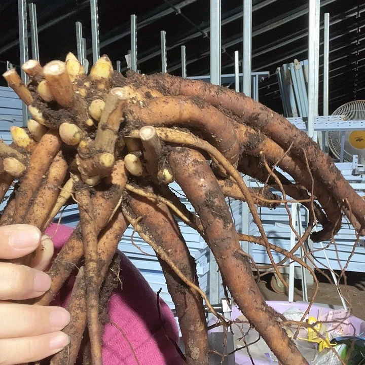 再***友当前无花栽培后可以开花香草烈酒