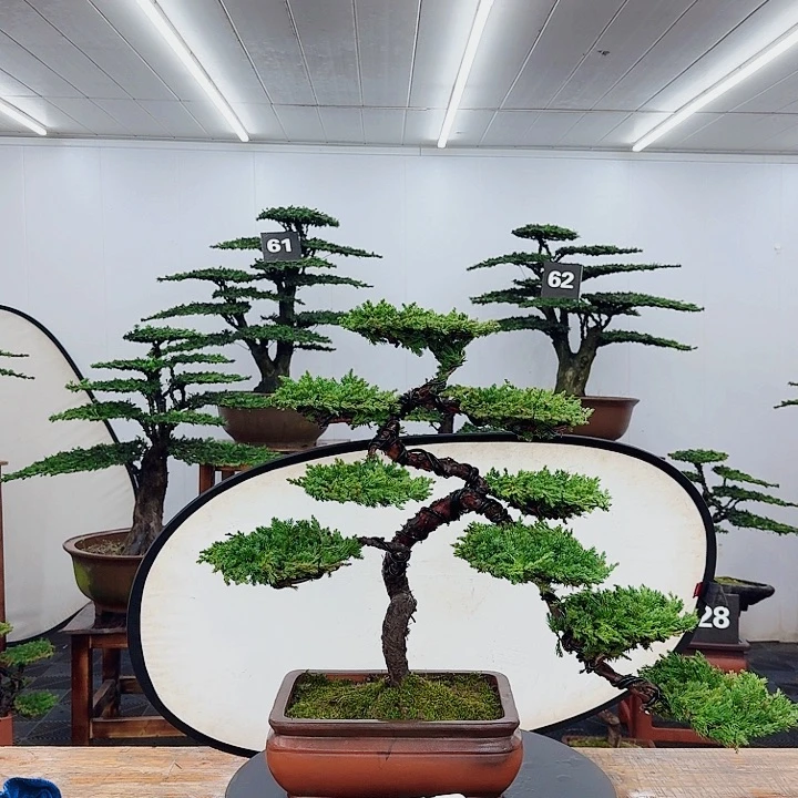 无花朵用****3000000000000