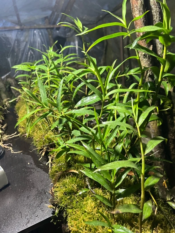 紫皮石斛兰盆栽可作石斛兰盆景观赏绿植