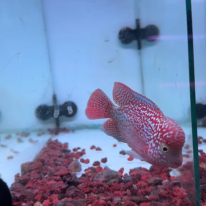 罗汉鱼F1古典幻彩罗汉鱼观赏鱼